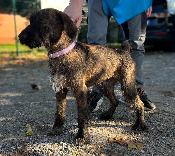 BISCOTTO SEGUGETTO Foto 10